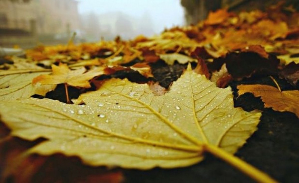 З опалого листя українські науковці пропонують виготовляти десятки потрібних екологічних речей