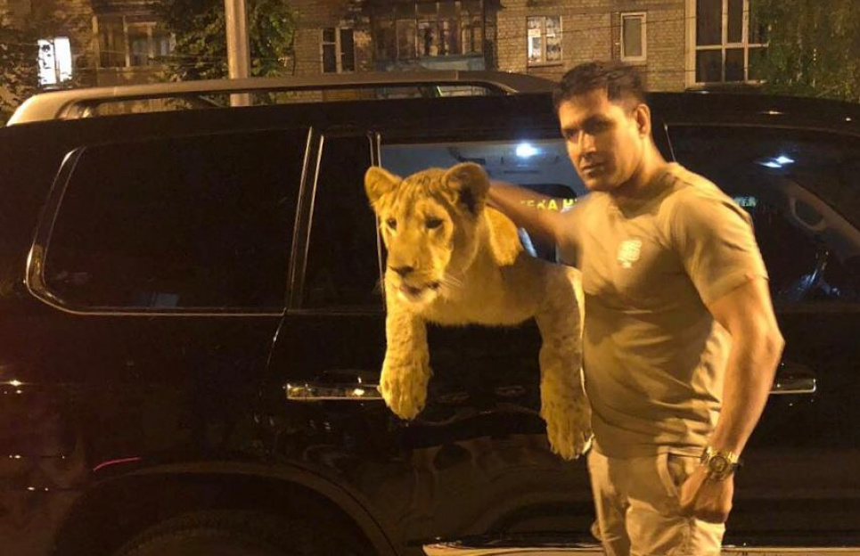 Харківський депутат задекларував живого африканського лева 