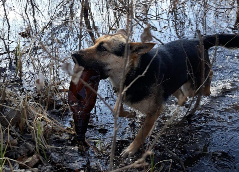 Пес прибирає річку від сміття 