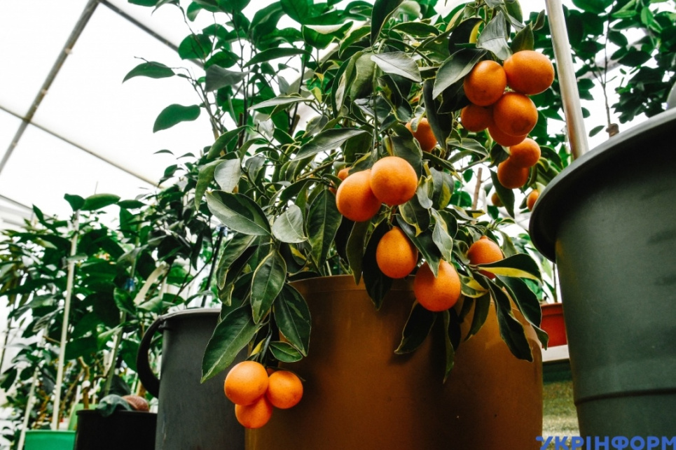 На Запоріжжі жінка вирощує шоколодні апельсини, рожеві банани та ще понад 150 екзотів 