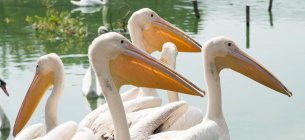 Київський зоопарк випустив в озеро пеліканів 