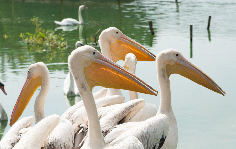 Київський зоопарк випустив в озеро пеліканів 