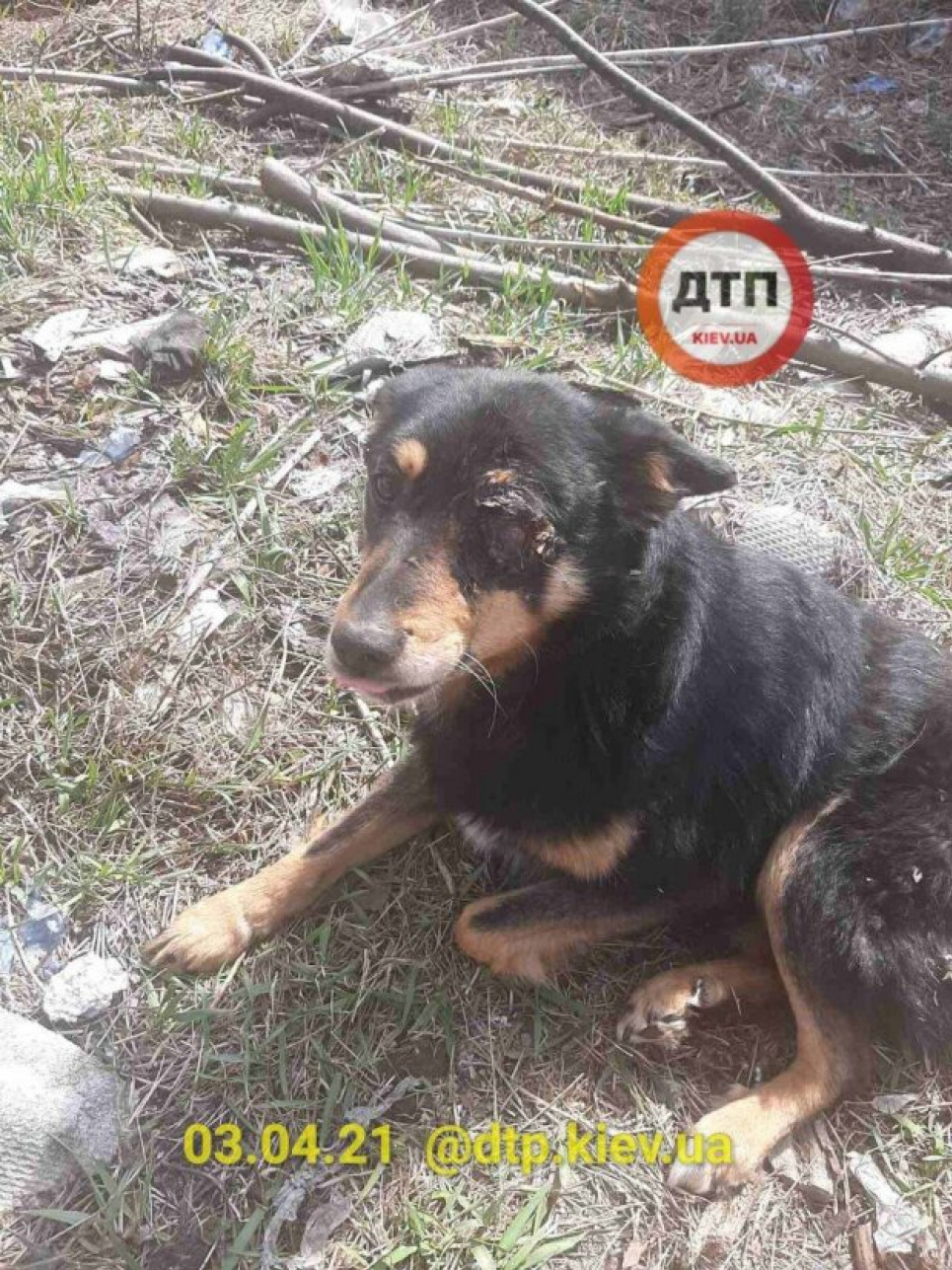 На Київщині люди розстріляли 6 собак (фото, відео 18+) Врятувати вдалося лише одного песика