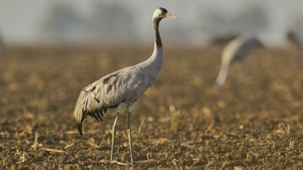 Перелітні птахи з усієї Європи можуть загинути через отруту на українських полях 