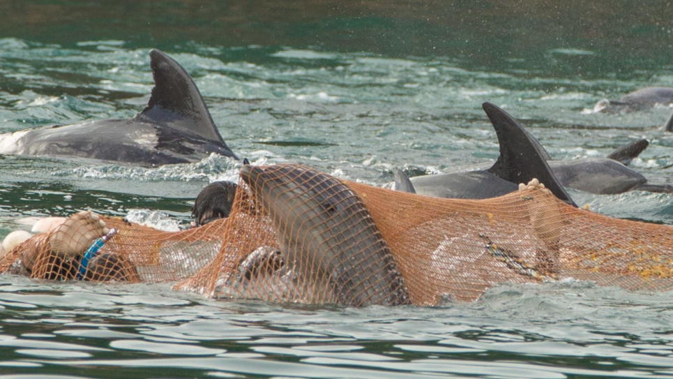 Неприродні умови утримання ламають дельфінам психіку 