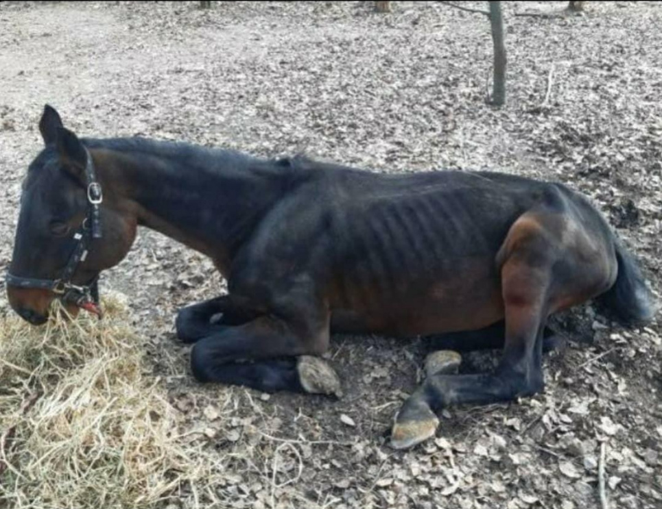 Ситуация с лошадьми в «Мамаевой Слободе»: осмотреть животных не пускают Госпродпотребслужбу и полицию Животные голодают или болеют? Фотографии из музея под открытым небом в Киеве возмутили общественность