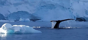 Українські полярники затоваришували з китом