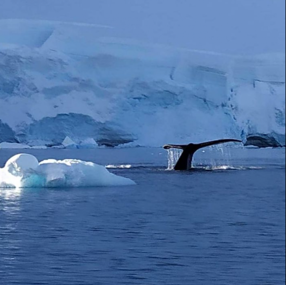 Українські полярники затоваришували з китом