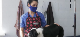 У Києві ветклініка проводить експеримент, щоб знайти вуличним собакам нових господарів