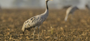 Перелетные птицы со всей Европы могут погибнуть из-за яда на украинских полях 