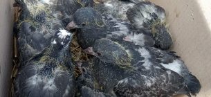  В Киеве на чердаке многоэтажки оставили умирать 18 птенцов голубей (фото)
