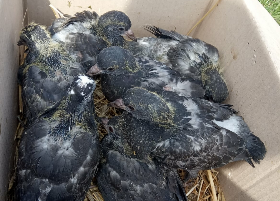  В Киеве на чердаке многоэтажки оставили умирать 18 птенцов голубей (фото)
