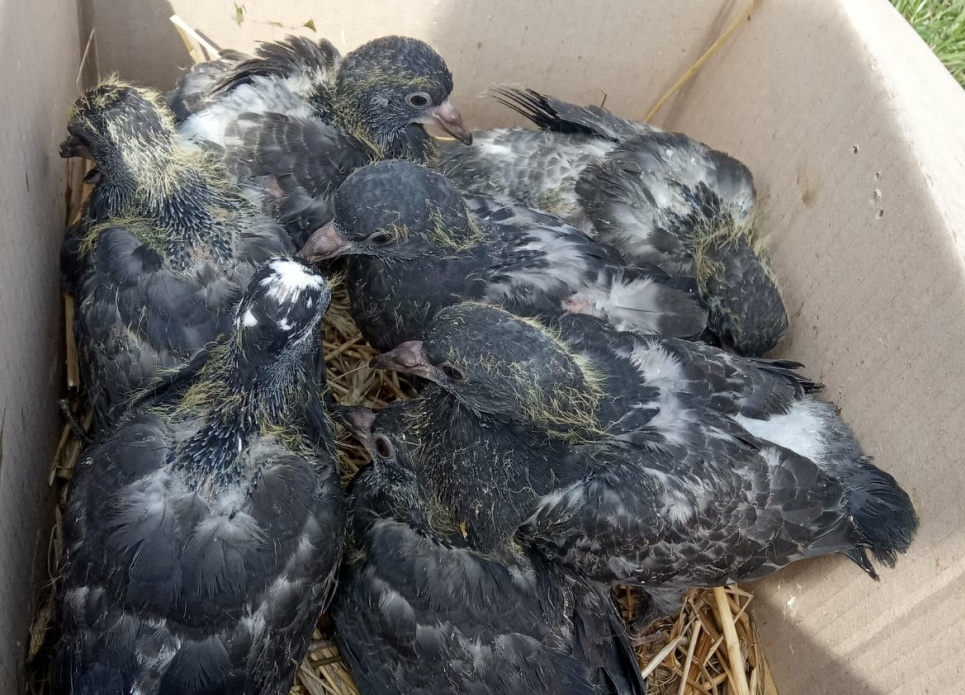 У Києві на горищі багатоповерхівки залишили вмирати 18 пташенят голубів (фото) У Києві на горищі багатоповерхівки залишили вмирати 18 пташенят голубів (фото)