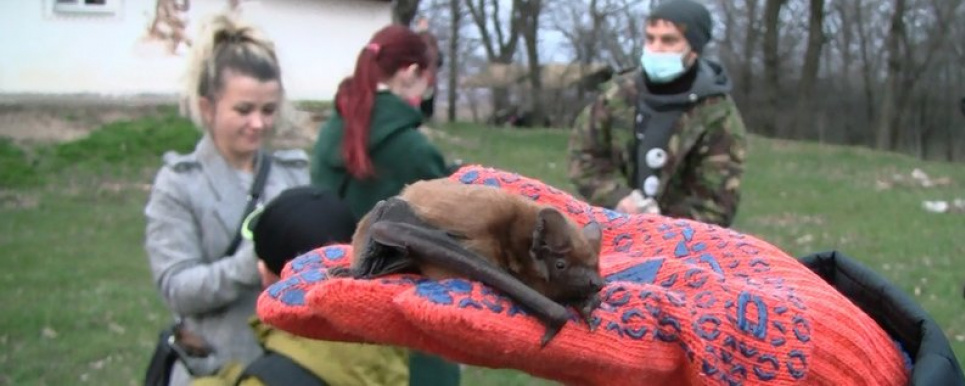 У Києві на волю випустили врятованих червонокнижних кажанів (відео, фото) Фото "Суспільне" - у Києві на волю випустили врятованих червонокнижних кажанів
