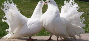 У вуличних фотографів знайшли породистих голубів склеєних скотчем