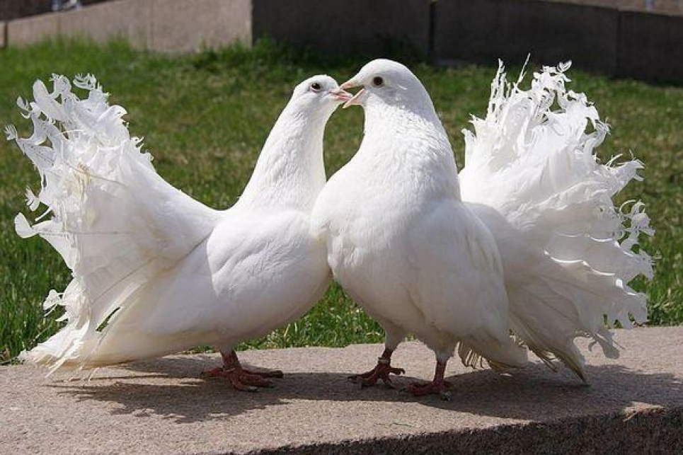 У вуличних фотографів знайшли породистих голубів склеєних скотчем