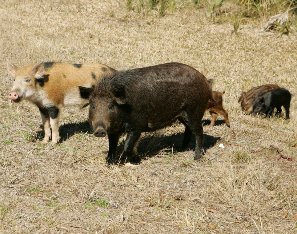 Стадо диких свиней и их владелец терроризируют целую деревню