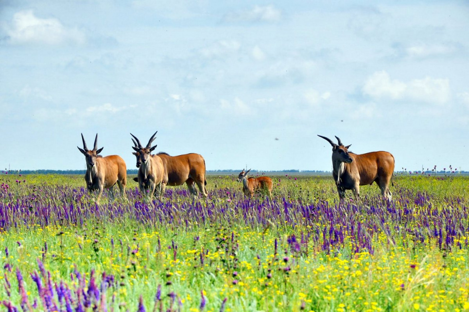 В Україні стартувала міжнародна екологічна акція «Марш парків» Екологічна акція «Марш парків» має допомогти вирішити проблеми вітчизняних національних парків