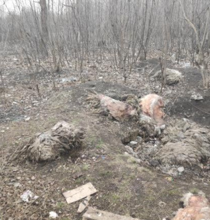 У Харкові виявили рештки сотень мертвих тварин, які нестерпно смердять (фото 18+) На околиці Харкова знайшли могильник із сотнями вбитих тварин