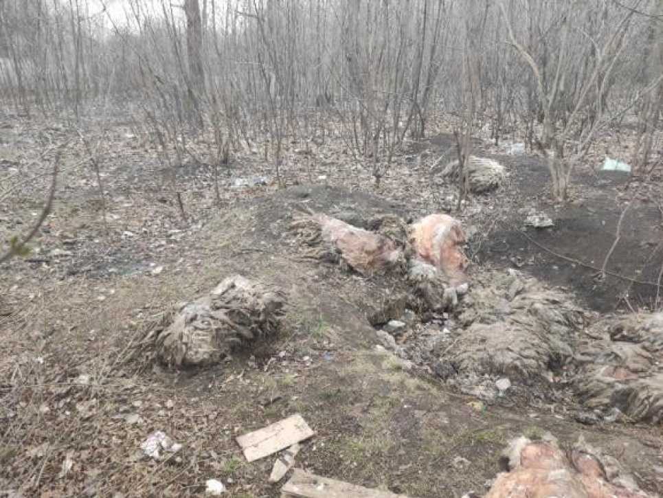 На окраине Харькова нашли могильник с сотнями убитых животных 