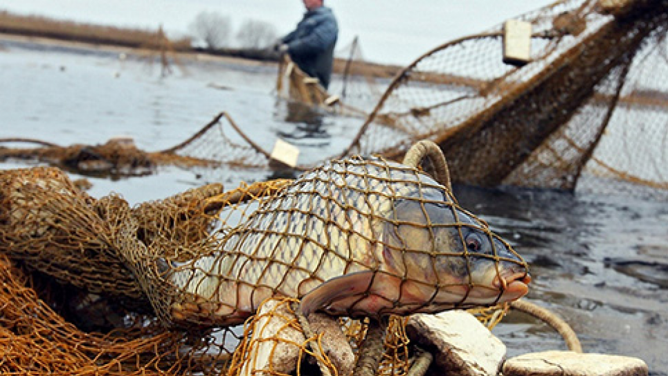 В Киевской области трое браконьеров наловили 6 килограммов карасей 