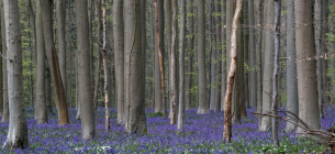 У Бельгії розпочався сезон квітування синіх гіацинтів 
