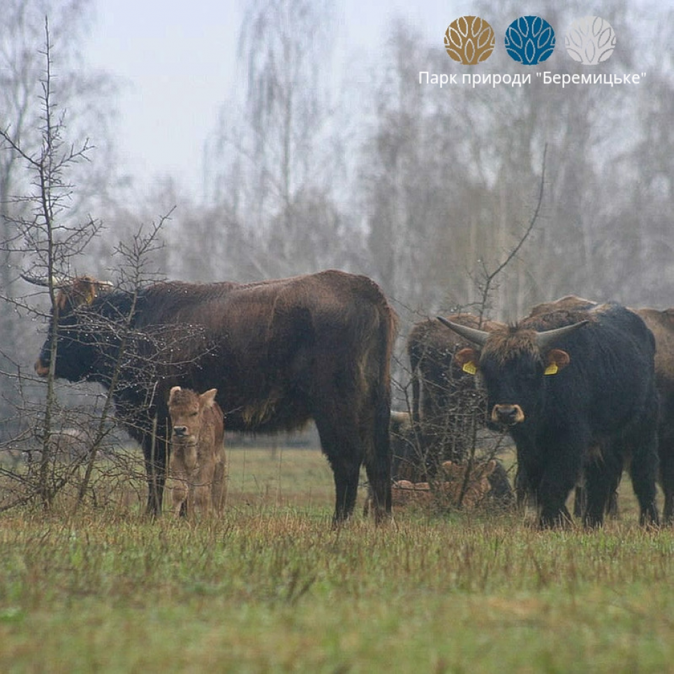 У нацпарку під Черніговом множиться родина рідкісних нащадків турів (фото) У нацпарку під Черніговом множиться родина рідкісних нащадків турів
