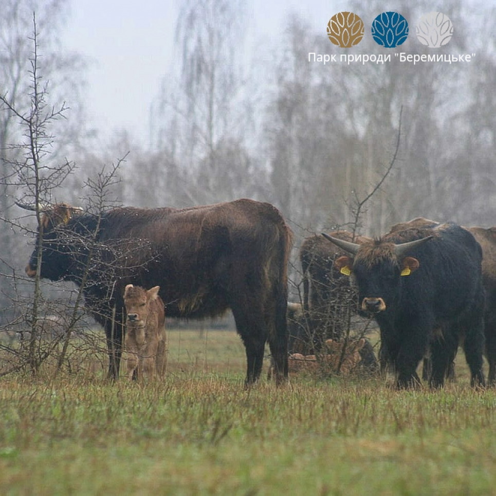 У нацпарку під Черніговом множиться родина рідкісних нащадків турів