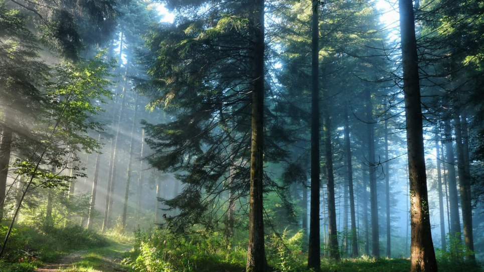 В Україні проведуть інвентаризацію лісів 