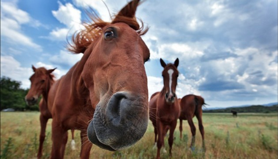 Живодерством по-полтавски: люди морят голодом лошадей, животные еле живы. фото иллюстративное 