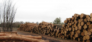 В одном из лесничеств Киевщины лесоводы незаконно рубят деревья, прикрываясь санитарными рубками