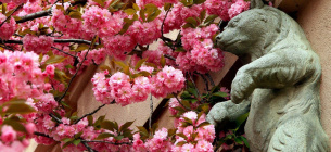 В Ужгороді почався сезон квітування сакур 