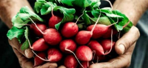 Полезные свойства редиса: почему надо есть этот яркий ранний овощ 