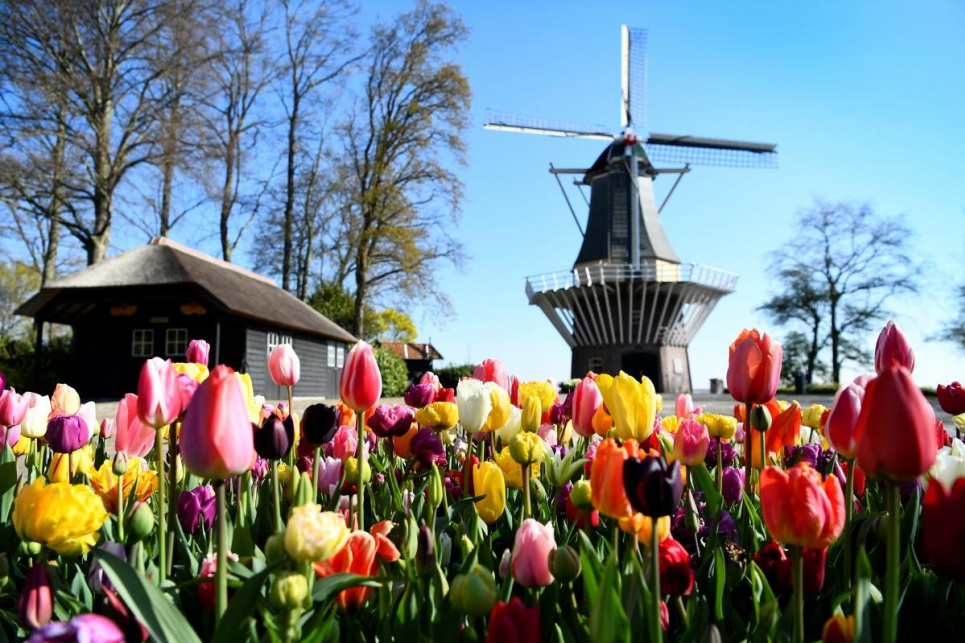 В Нидерландах начался сезон цветения тюльпанов 