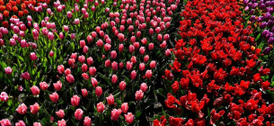  Шесть миллионов тюльпанов: в двух селах Буковины открыли тюльпанные поля (ВИДЕО)