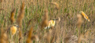 В Одесскую область прилетели редкие желтые цапли. Все фото: И. Русев 
