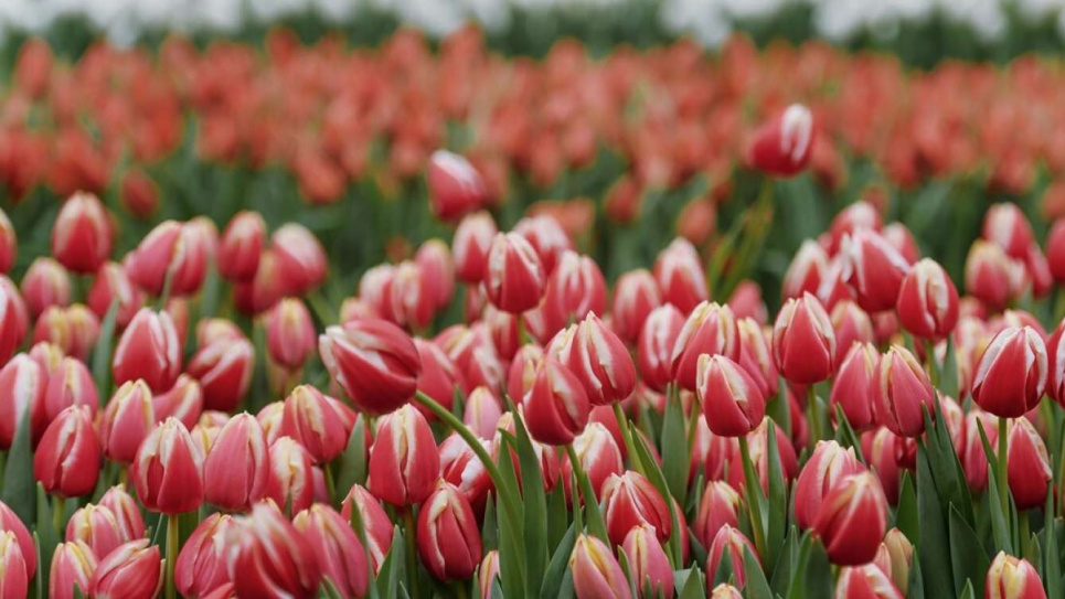 Виставку тюльпанів у Києві перенесли на тиждень
