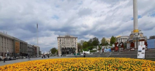 Око не відвести: столичні клумби квітують голландськими тюльпанами 
