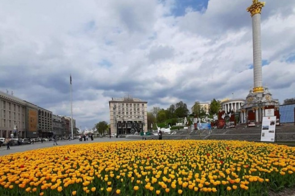 Око не відвести: столичні клумби квітують голландськими тюльпанами 