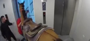 Мужчины запихнули коня в лифт многоэтажки