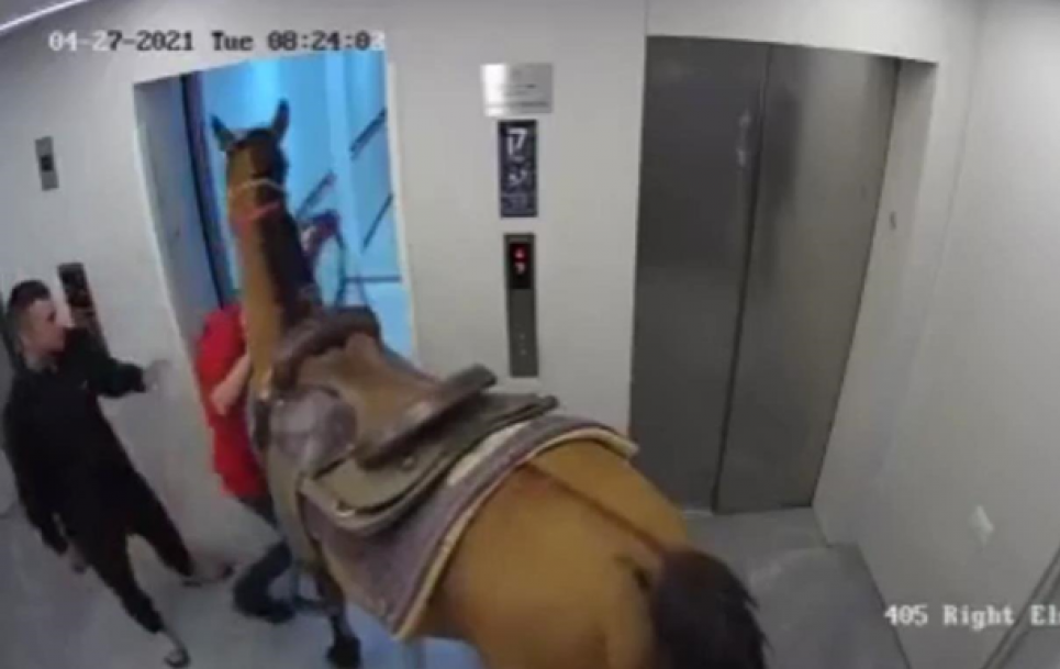 Мужчины запихнули коня в лифт многоэтажки