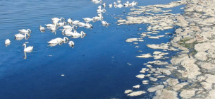 На Одещині можна побачити колонію лебедів-шипунів (фото)