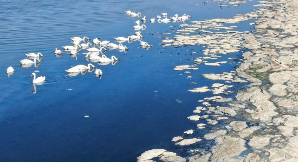 В Одесской области можно увидеть огромную колонию лебедей-шипунов