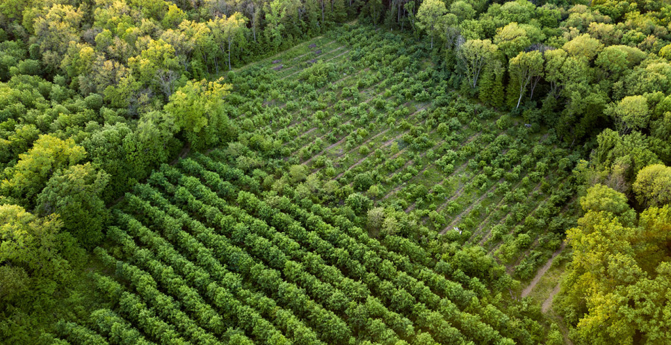 Стало відомо, які переваги отримає Україна після прийняття закону про Смарагдову мережу  Юлія Овчинникова розповіла про переваги Смарагдової мережі для України