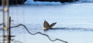 Редких горбатых китов удалось сфотографировать возле станции «Академик Вернадский» 