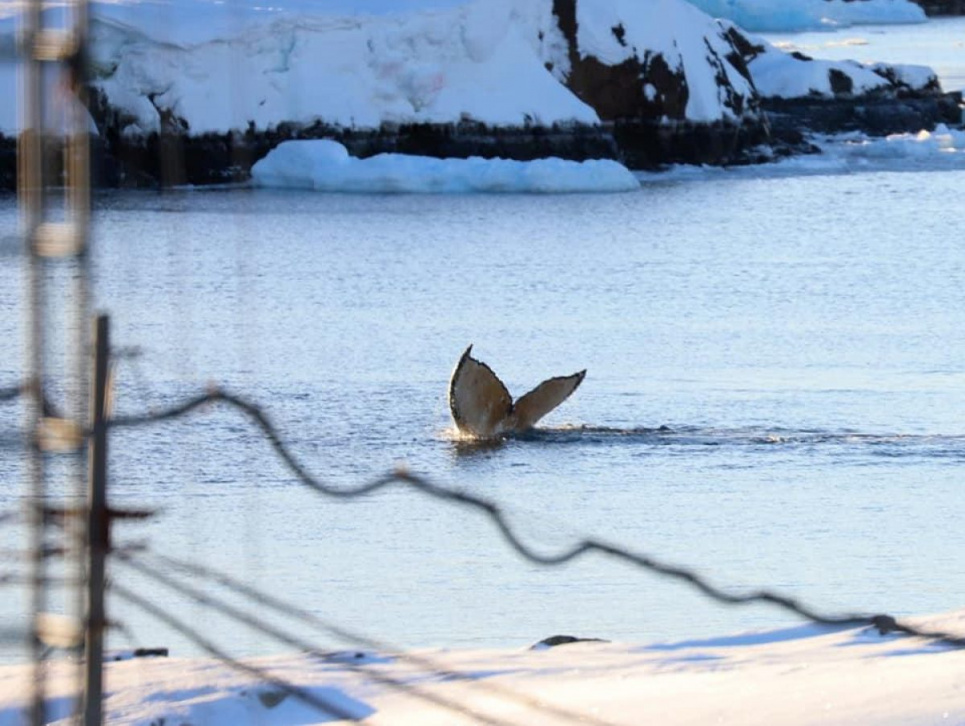 Біля полярної станції «Академік Вернадський» помітили рідкісних тварин (фото) Рідкісних горбатих китів вдалося сфотографувати біля станції «Академік Вернадський»