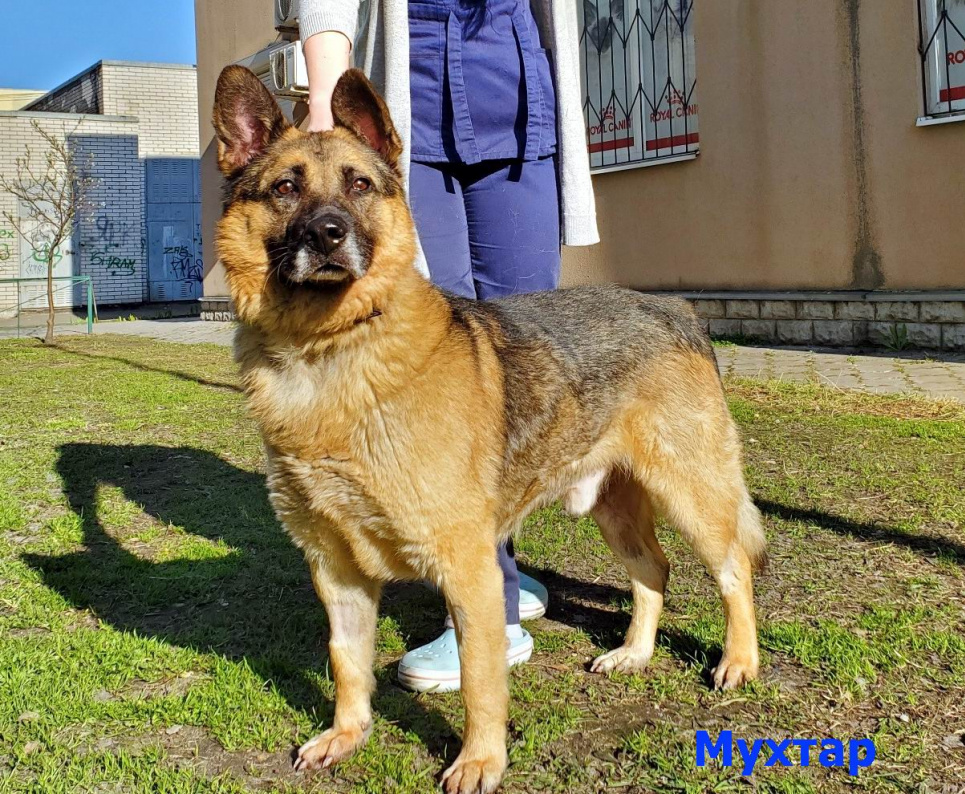 Прострілені лапи, з-під трамваю та після падіння у шахту ліфта. Врятованим тваринам шукають домівки (фото) Собака