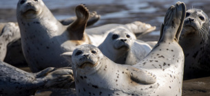 На берег Каспійського моря викинуло 150 червонокнижних тюленів (фото 18+)