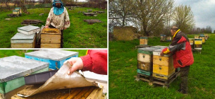 На Кіровоградщині працює єдина пасіка, де виробляють органічний мед, а продають в США. Фото: Суспільне Кропивницький