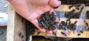 «Укрпошта» фактично вбила 8 мільйонів бджіл (ФОТО)